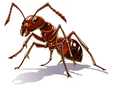 تفسير النمل والحشرات في المنام رؤية الحشرات في المنام