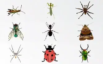 تفسير الحشرات في المنام رؤية الحشرات في المنام