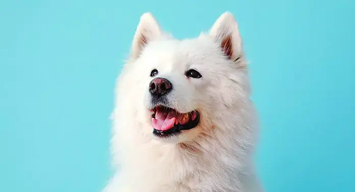 تفسير كلب أبيض في المنام رؤية كلب أبيض في المنام